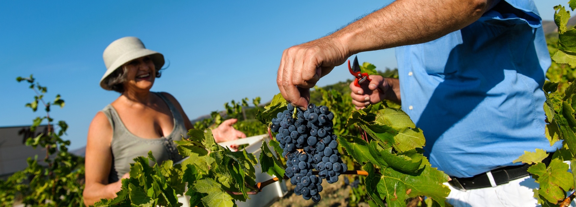 Wein + Kulinarik Genussreisen