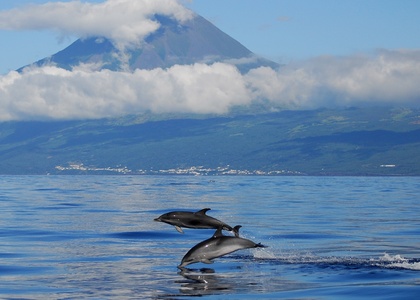 Tag 3 I Lajes do Pico – Wale, Walbeobachtung und der weite Atlantik