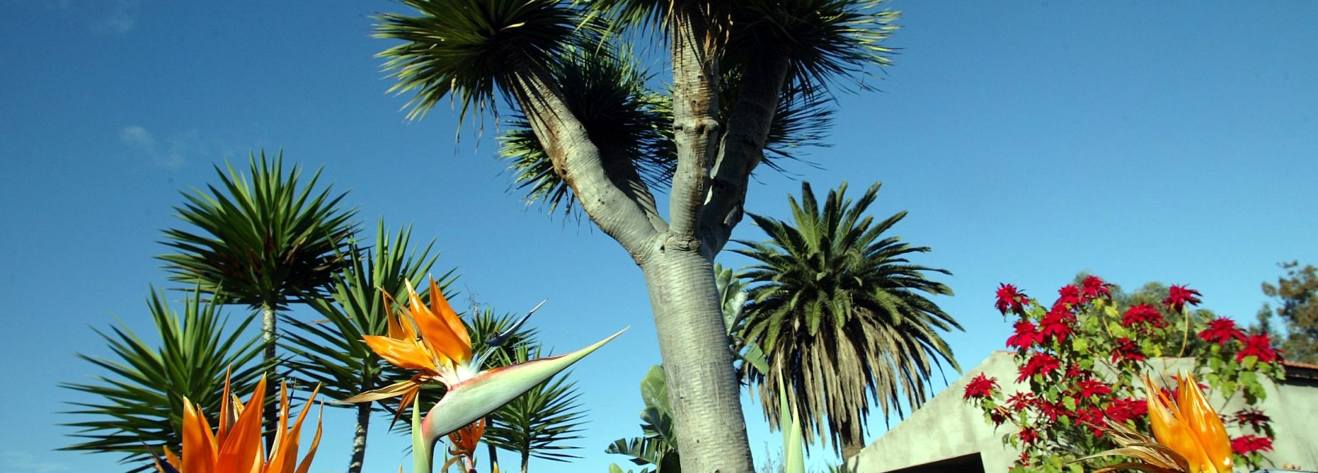 Wandern auf Teneriffa - ein Klassiker!