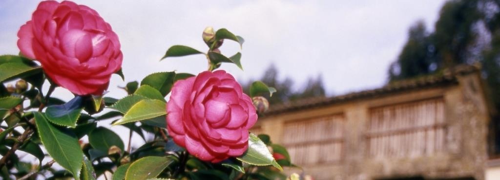 Paradores-Reise durch Galicien: zur Kamelienblüte ans Ende der Welt