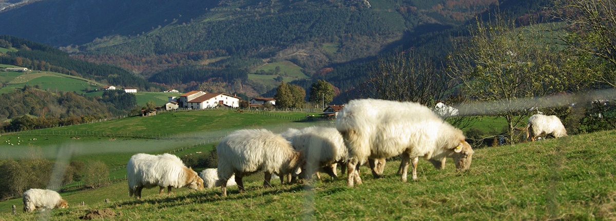 Luxuriös Genusswandern im Baskenland – von der Rioja zum Atlantik