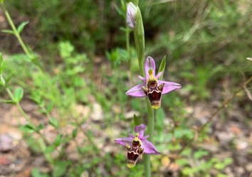 Algarve Flora Küstenwanderung Fishermen´s Trail